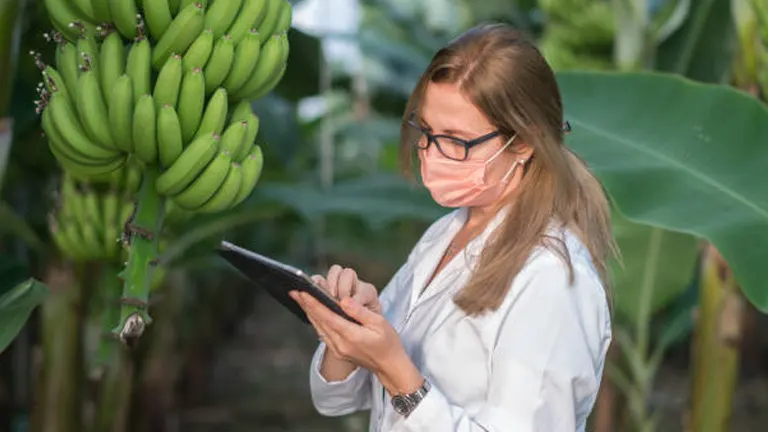 A woman in a lab coat and protective mask, wearing glasses, is attentively examining data on a tablet in a banana greenhouse, with a bunch of bananas in the background.