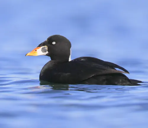 Black Surf Scoter Duck with orange beak swimming in water.