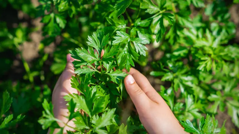 Close-up of a person's hands carefully examining the leaves of a lush parsley plant in a sunlit garden.