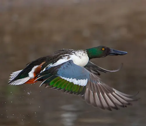 A Northern Shoveler duck gracefully soars above the water, showcasing its majestic wings in full spread.