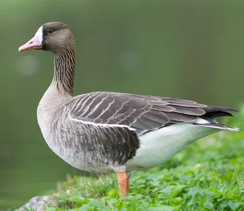 A goose known as Greater White-fronted Goose near a body of water.