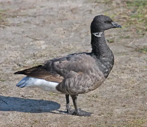 A Brant Goose standing on the ground near dirt.