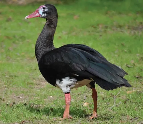A black and white bird with a red beak, known as the Spur-winged Goose, showcasing its distinctive plumage.