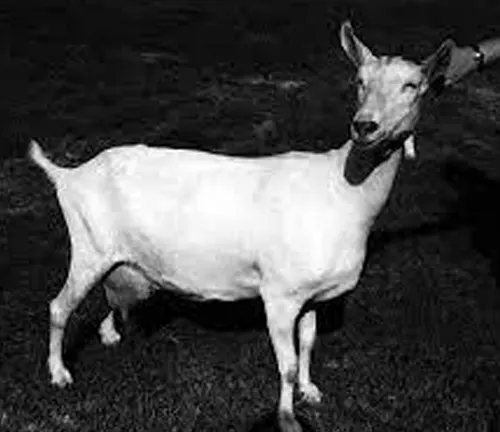 Classic photo of a Saanen Goat standing gracefully in a grassy field.
