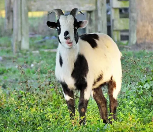 A black and white-faced "Fainting Goat" standing in the grass.