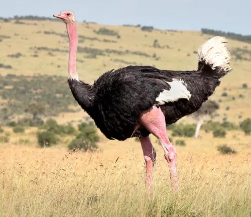 An ostrich standing in the grass. Size and Weight: "Common Ostrich".