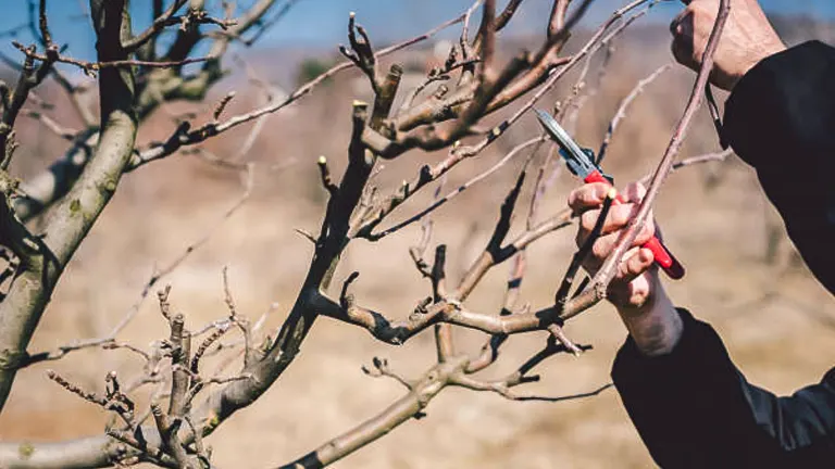 A person in a black jacket pruning a leafless tree branch with red-handled scissors.