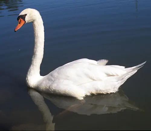 A close-up photo of a Mute Swan, a large white bird with a long neck and orange bill, swimming gracefully on a calm lake.