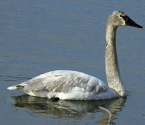 Elegant Trumpeter Swan swimming in the lake.