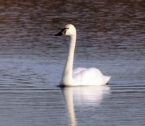 Beautiful Tundra Swan swimming peacefully in a tranquil pond.
