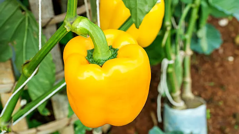 Ripe yellow bell pepper growing on the plant with a blurred background of greenhouse garden environment.