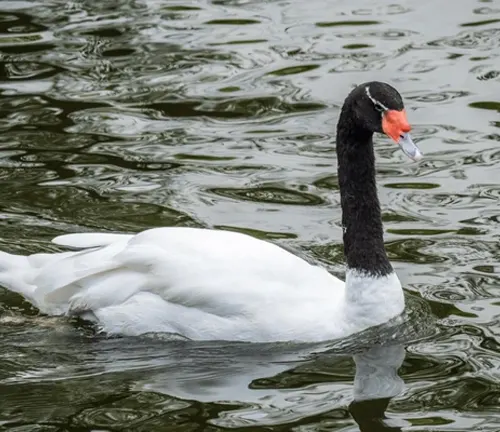  A black and white swan gracefully glides through the water, showcasing its beautiful plumage.