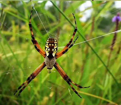A yellow and black Orb-weaver Spider perched on its web.