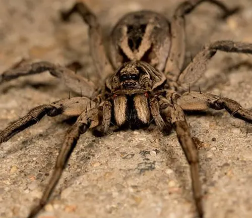 A "Wolf Spider" sitting on the ground, showcasing its large size and intimidating presence.