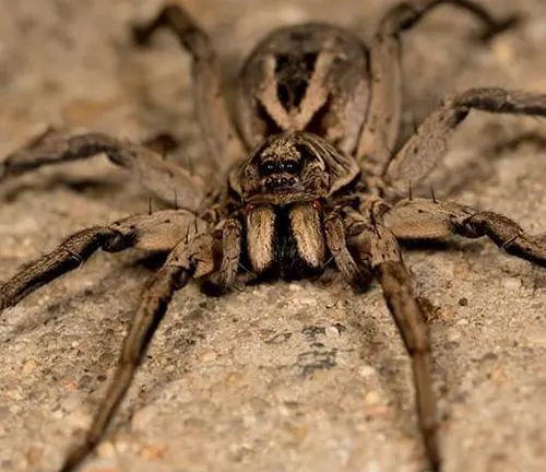 Wolf Spider - Forestry.com