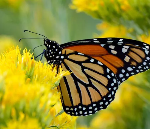 A Monarch Butterfly perches on a vibrant yellow flower.