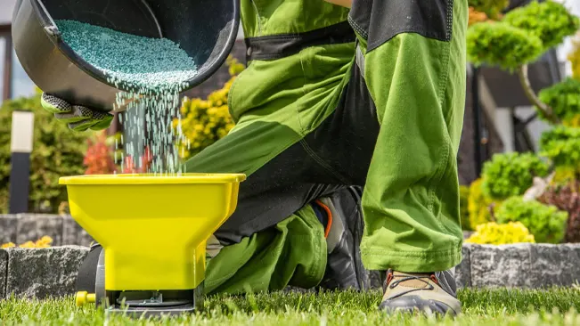 A person in green work pants is pouring blue fertilizer granules into a yellow spreader on a well-kept lawn with ornamental plants in the background.