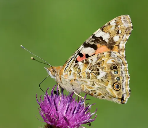 A "Painted Lady Butterfly" perches gracefully on a vibrant purple flower.