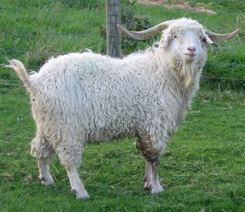 fluffy, horned sheep standing in a green field, possibly symbolizing a fluffy wonder of the animal kingdom