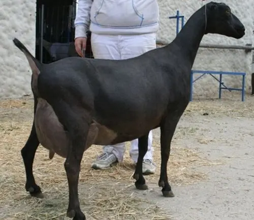 Healthy La Mancha goat with a sleek black coat standing in a farm setting