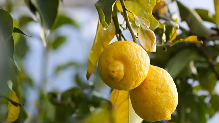 Ripe lemons on a tree in sunlight