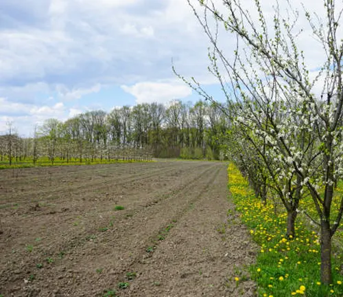 A blossoming apple tree beside a freshly plowed field