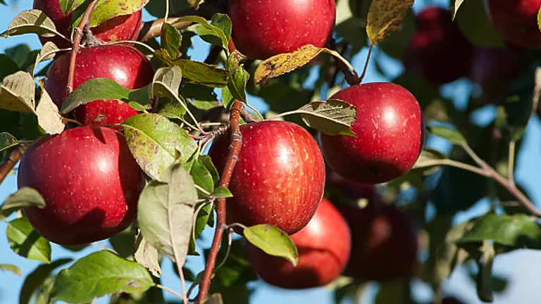 Ripe Honeycrisp red apples on a tree branch under a clear blue sky