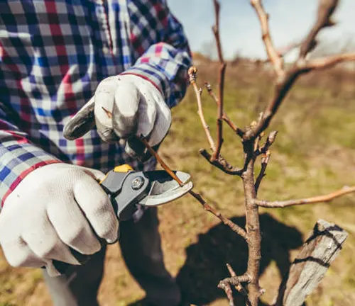 Person in plaid shirt pruning a young peach tree