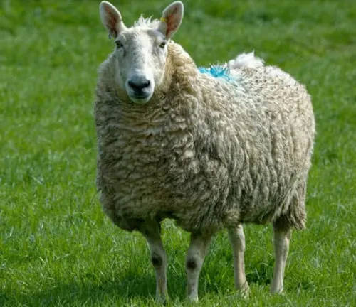 A Border Leicester sheep standing in a grassy field"