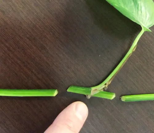 A finger pointing to a node on a green pothos stem cutting, indicating the potential point of root development for plant propagation