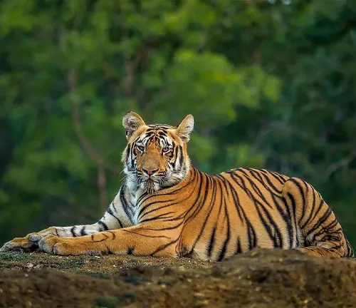 A Bengal Tiger sitting on the forest floor, showcasing its majestic presence in its natural habitat.