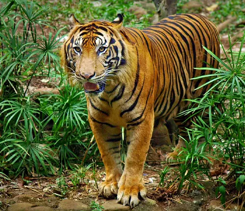A majestic Indochinese tiger stands confidently on a rock amidst the serene woods.