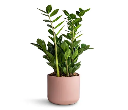 ZZ Plant (Zamioculcas Zamiifolia)