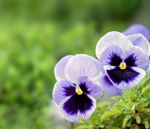 Two delicate pansy flowers with deep purple and white petals against a soft green foliage background.