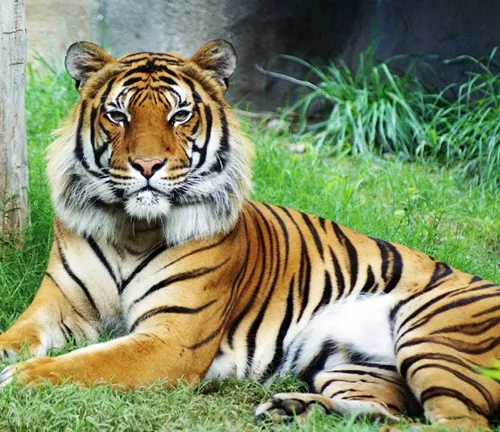 An elegant Malayan Tiger calmly seated amidst the grass.