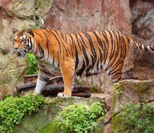 A South China Tiger walking on a rock in its enclosure.