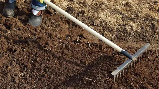 Gardener using a rake to level the soil for carrot planting