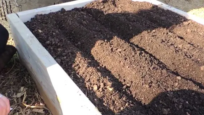 Raised garden bed filled with rich, dark soil prepared in neat row