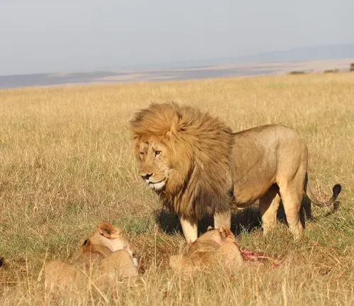 Lion devouring prey in a grassy field, representing the Northeast Congo Lion's natural habitat.