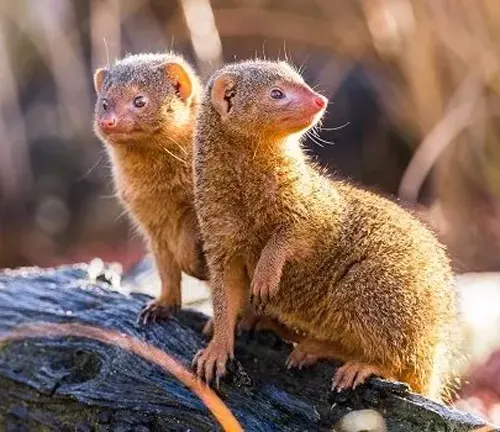 Two Egyptian mongooses standing on a log.