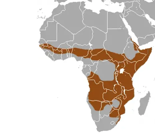 The image depicts the African continent in shades of brown and orange, with a focus on the distribution of the Banded Mongoose species.