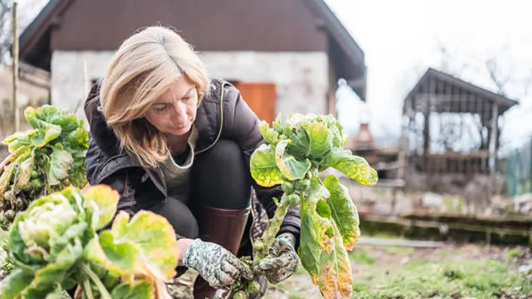 A focused woman with blonde hair is harvesting leafy vegetables in a garden, wearing gloves and a brown apron, with a rustic house in the background.
