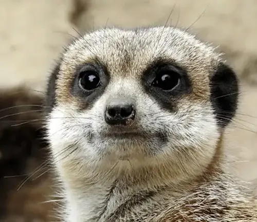 A meerkat, with its characteristic physical traits, captured in a close-up shot as it locks eyes with the camera.