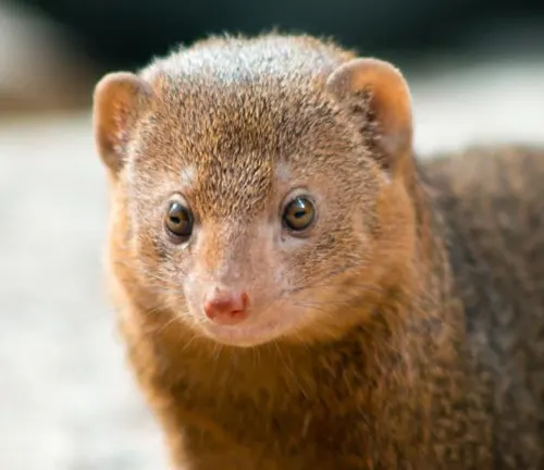 A small brown Dwarf Mongoose with big eyes, known for its physical characteristics.