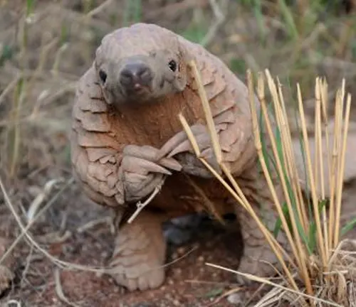 A small Indian Pangolin standing in the grass.