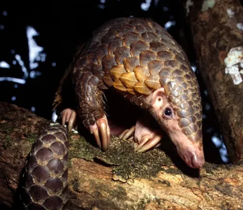 A Sunda Pangolin, a mammal native to Southeast Asia, is a scaly creature with a long snout, sharp claws, and a prehensile tail.