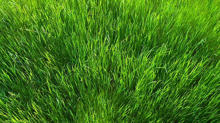Lush Kentucky bluegrass filling the frame with its vibrant green blades, showcasing the dense and healthy texture of the grass.