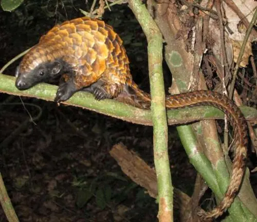 A Black-bellied Pangolin perched on a forest branch.