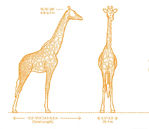Diagram comparing giraffe heights, showcasing their impressive stature.
