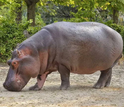 A large hippopotamus standing in water, with its massive body and short legs.